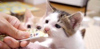 卒業の朝を迎えた子猫達
