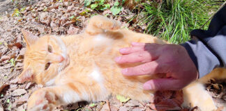 お腹を撫でられる猫
