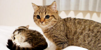 パパ猫を叩き起こす娘猫