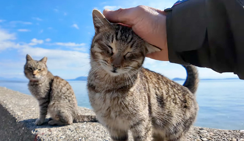 撫でられる猫