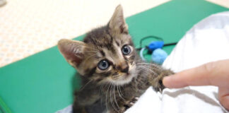 突然やんのかステップをマスターした子猫