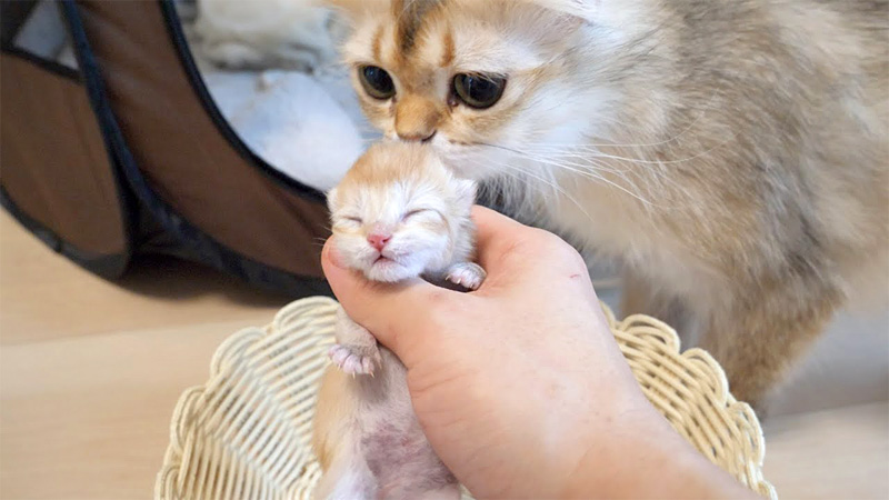 子猫を気に掛ける母猫