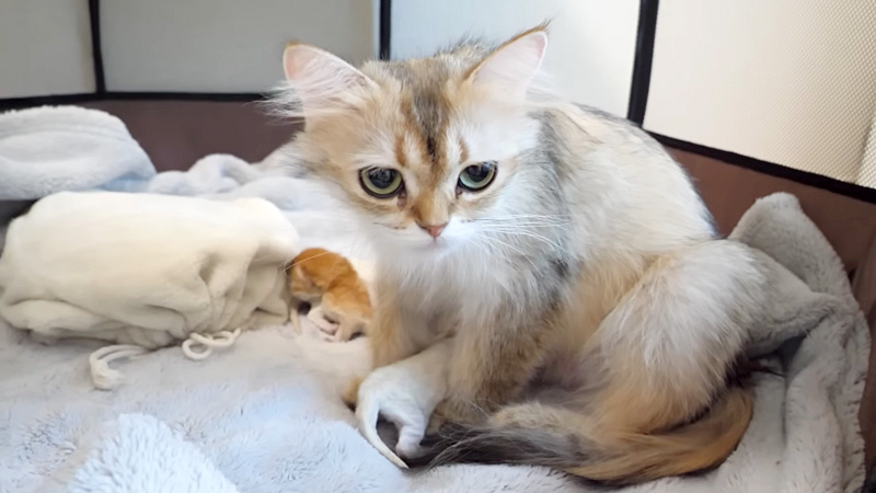 子猫と過ごす母猫