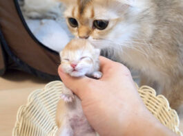 子猫を気に掛ける母猫