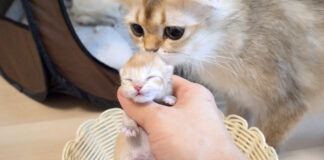 子猫を気に掛ける母猫