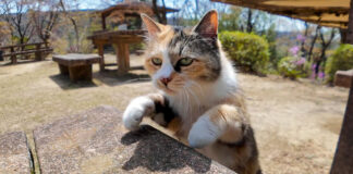 ベンチに登る猫