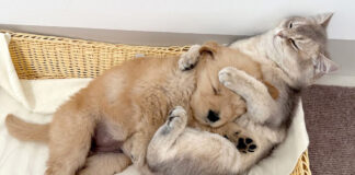 子犬を世話する猫