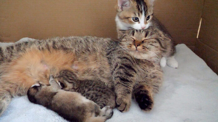 赤ちゃん返りした子猫