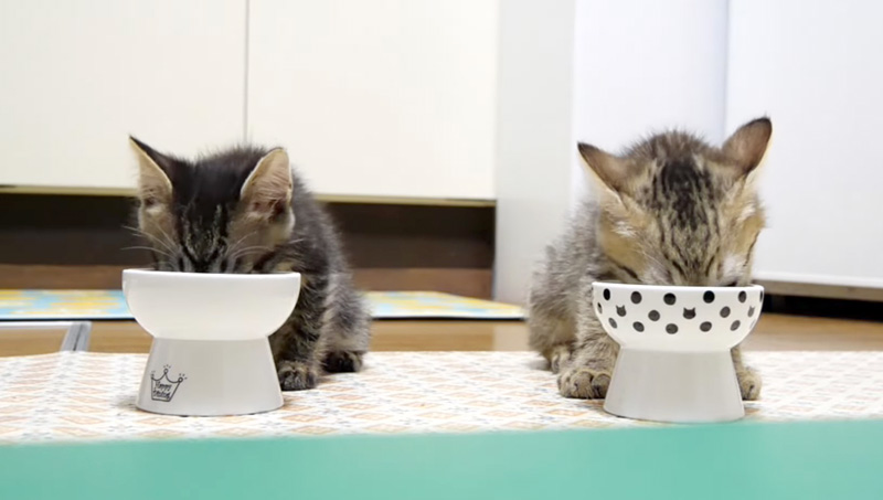 ご飯を食べる子猫達