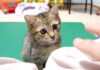 甘える順番を待つ子猫