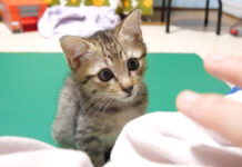 甘える順番を待つ子猫