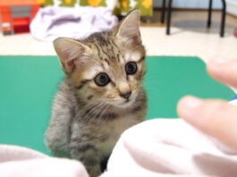 甘える順番を待つ子猫