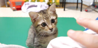 甘える順番を待つ子猫