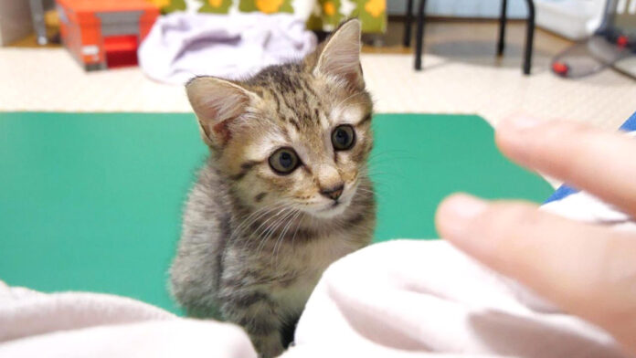 甘える順番を待つ子猫