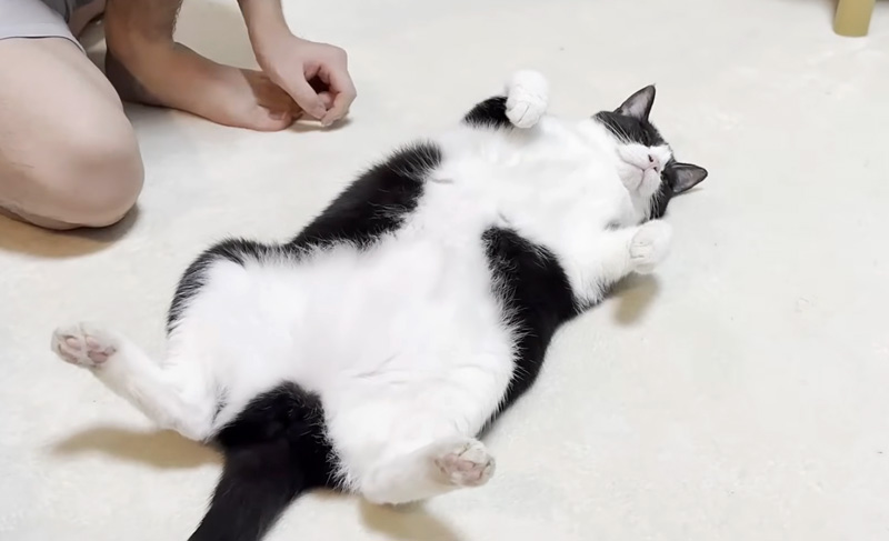 無防備な猫