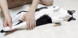 足を伸ばされる猫