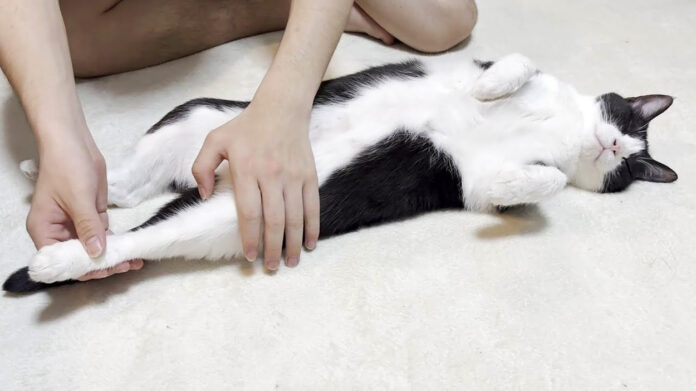 足を伸ばされる猫