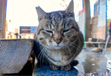 足湯の管理人は猫