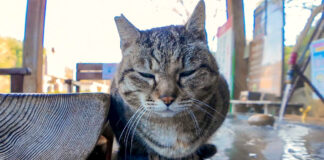 足湯の管理人は猫