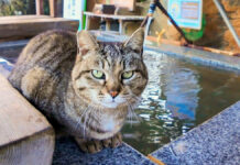 足湯の管理人の猫