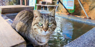 足湯の管理人の猫