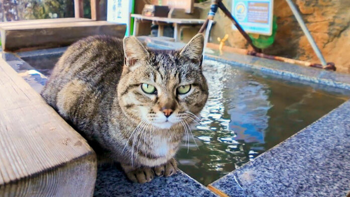 足湯の管理人の猫