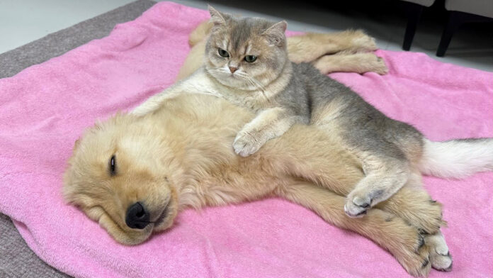 子犬に寄り添う猫