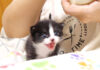 ミルクコールが止まらない子猫