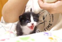 ミルクコールが止まらない子猫