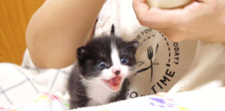 ミルクコールが止まらない子猫