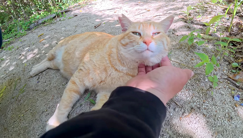 撫でられる猫