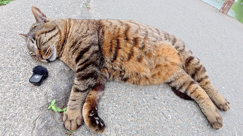 猫のイビキ