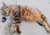 道ばたで爆睡している猫のイビキ