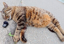 道ばたで爆睡している猫のイビキ