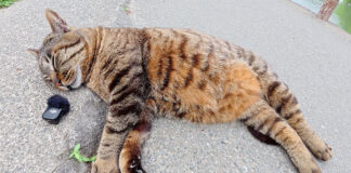 道ばたで爆睡している猫のイビキ