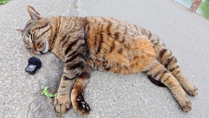 道ばたで爆睡している猫のイビキ