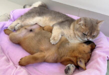 子犬と添い寝する子猫
