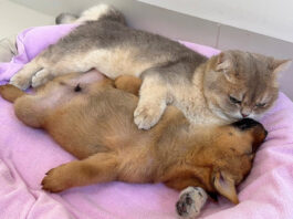 子犬と添い寝する子猫