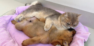 子犬と添い寝する子猫