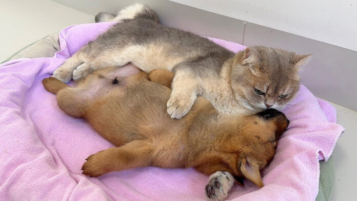 子犬と添い寝する子猫