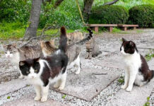 公園で集まってきた猫達