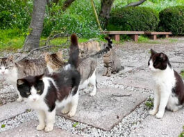 公園で集まってきた猫達