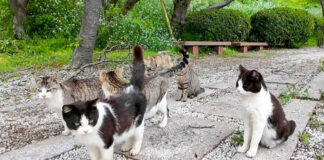 公園で集まってきた猫達