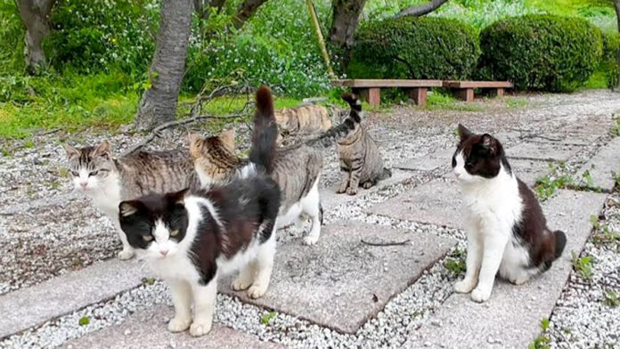 公園で集まってきた猫達