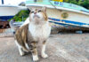 モフモフされに出てきた猫