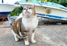 モフモフされに出てきた猫