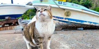 モフモフされに出てきた猫