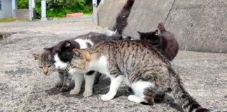 仲良しな猫達