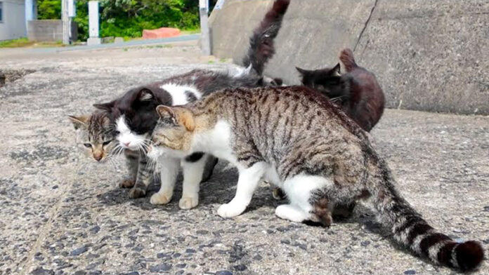 仲良しな猫達