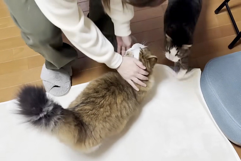出会う猫達